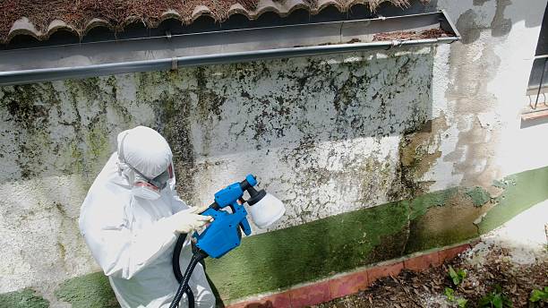 Trusted Black Mold Removal service in Chesapeake Beach, MD - Cheap Mold Removal